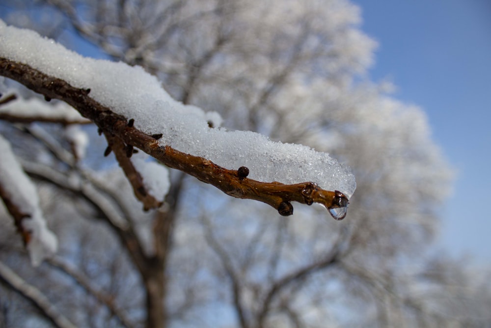 um close up de um galho de árvore com neve sobre ele