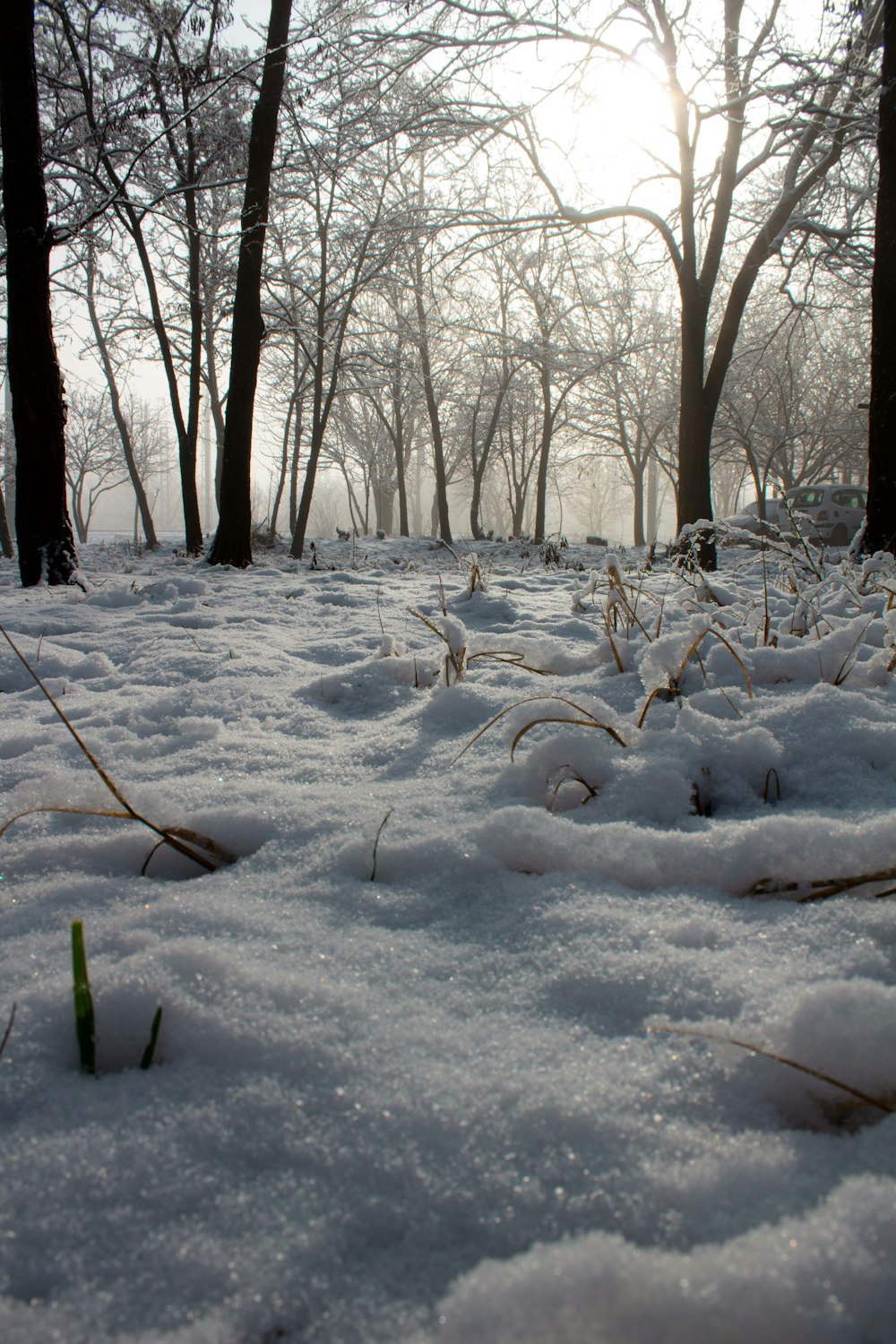 a snow covered field with trees in the background