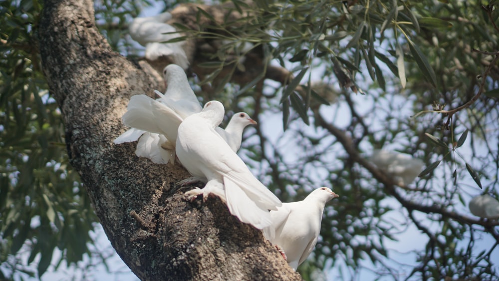 a flock of white birds sitting on top of a tree