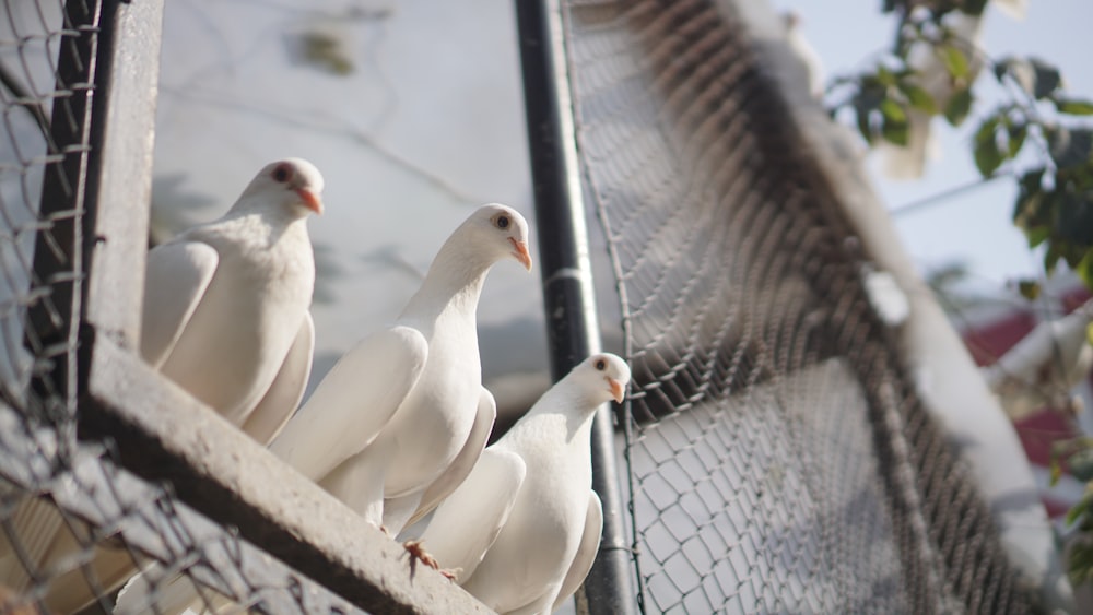 a group of white birds sitting on top of a cage