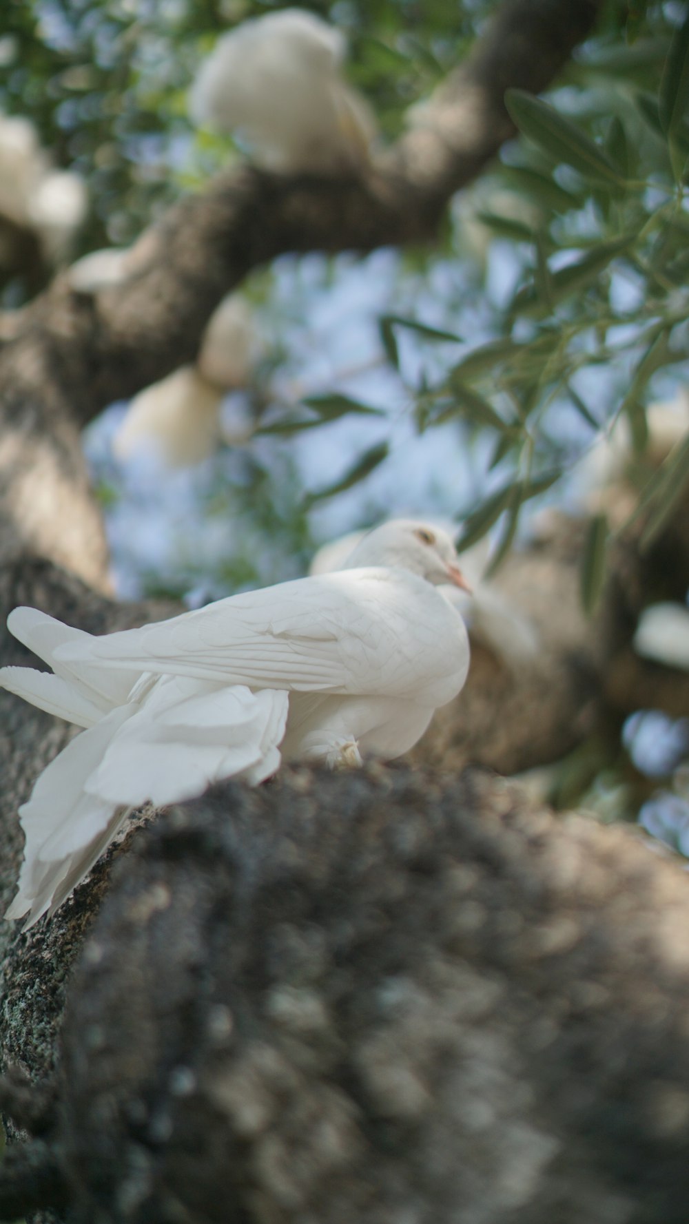 a white bird sitting on top of a tree branch