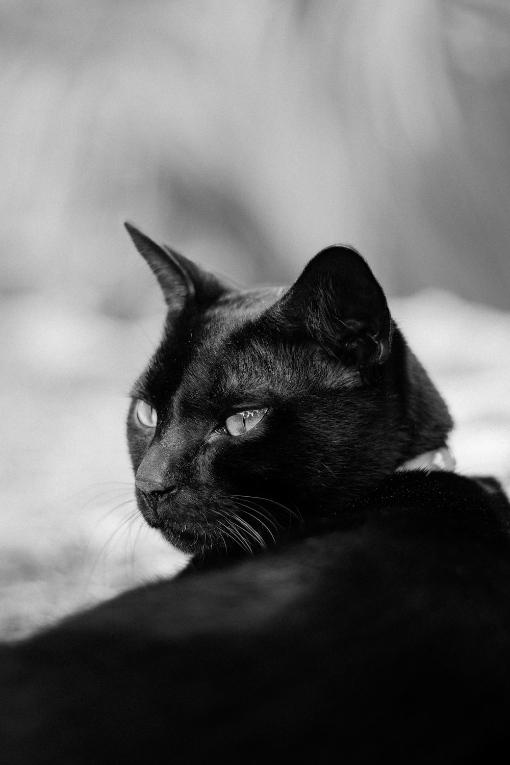 a black cat laying on top of a bed