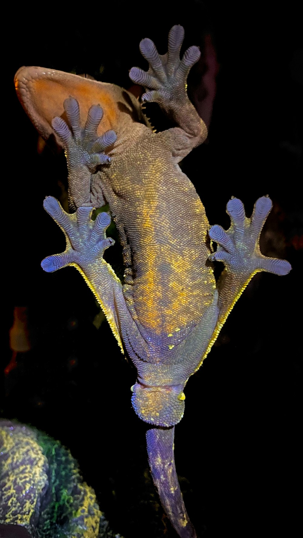 ein gelb-blauer Gecko, der auf den Hinterbeinen steht