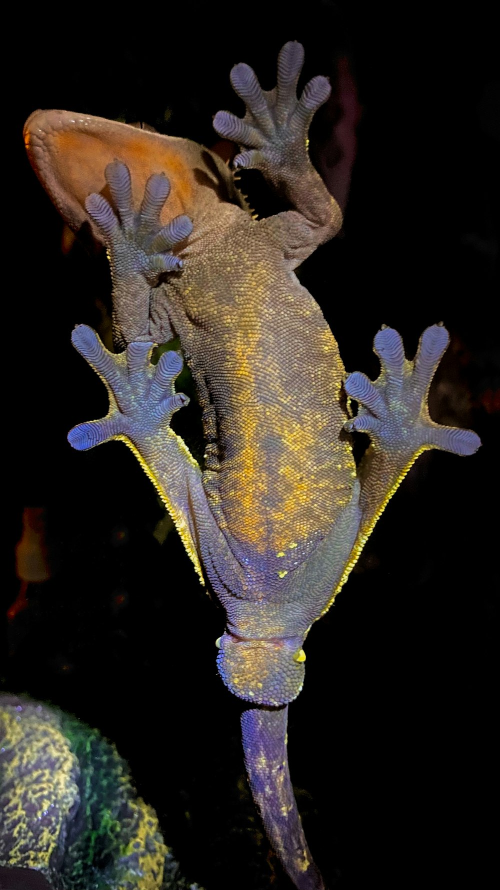uma lagartixa amarela e azul em pé sobre suas patas traseiras
