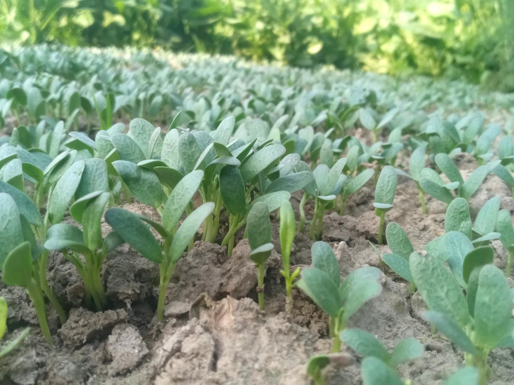 a group of plants that are in the dirt