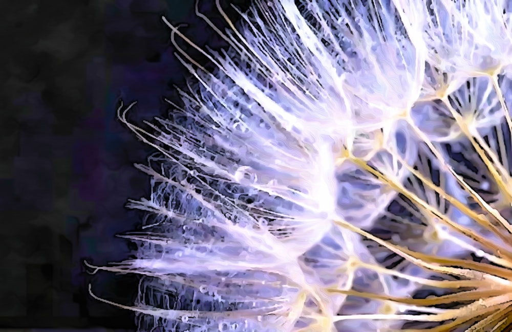 a close up of a dandelion with a blurry background