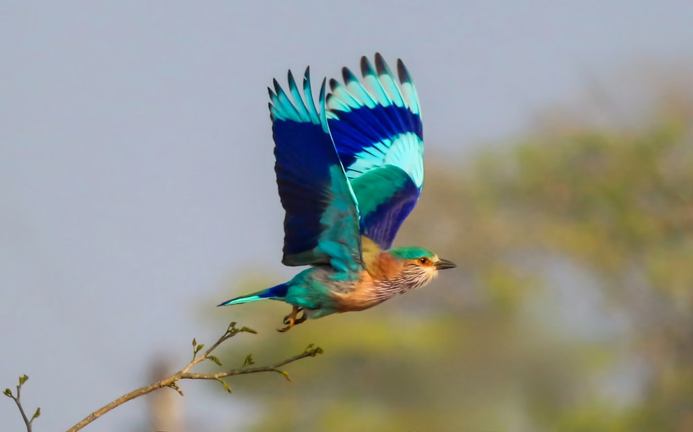 a colorful bird flying over a tree branch