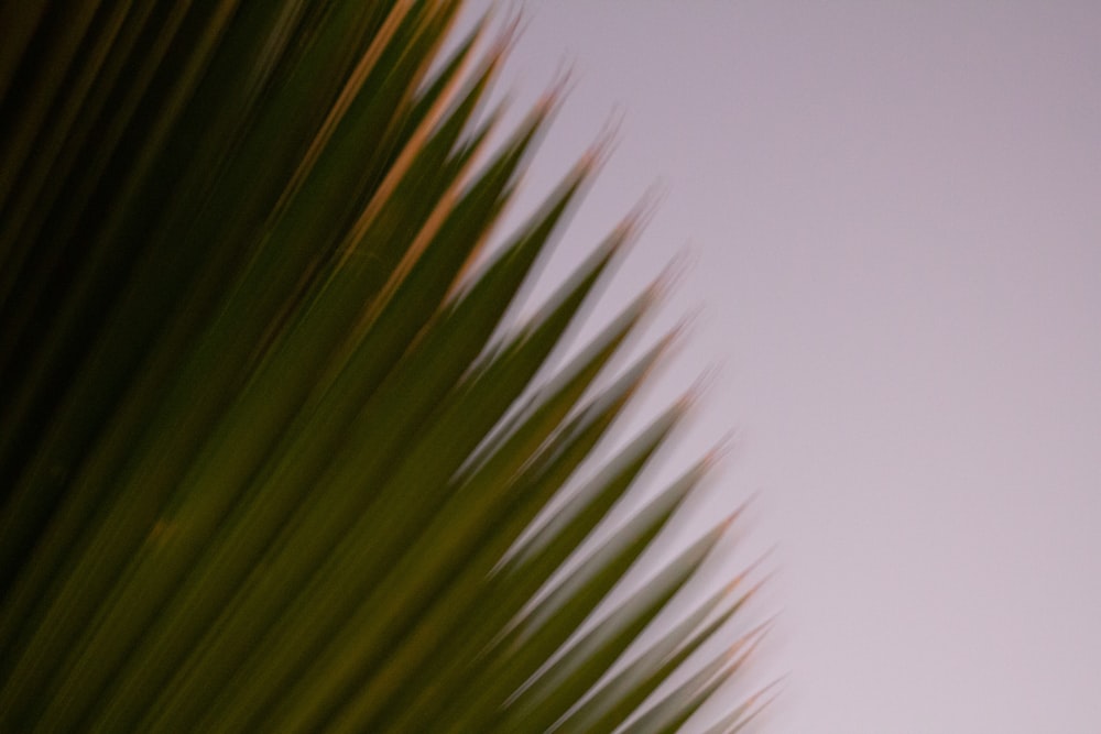 a blurry photo of a palm tree leaves