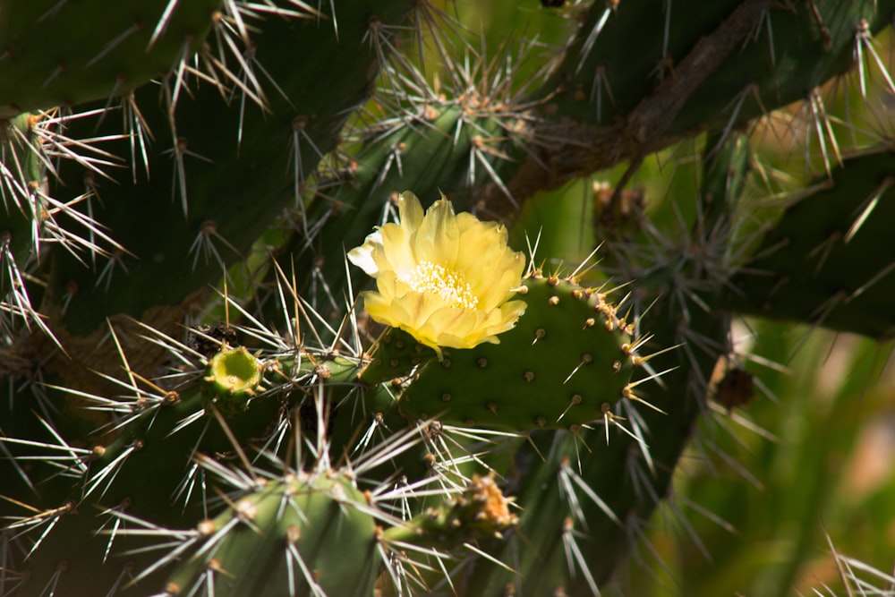 a yellow flower is growing on a cactus