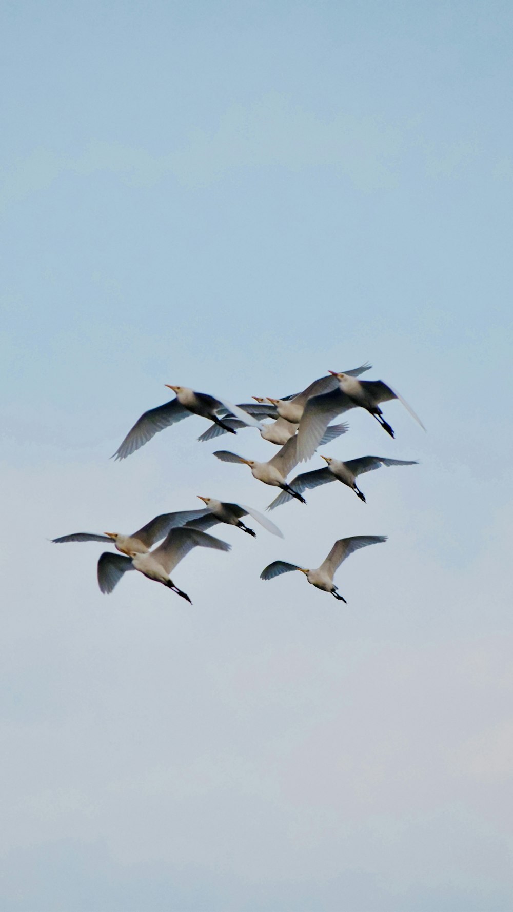 a flock of birds flying through a blue sky