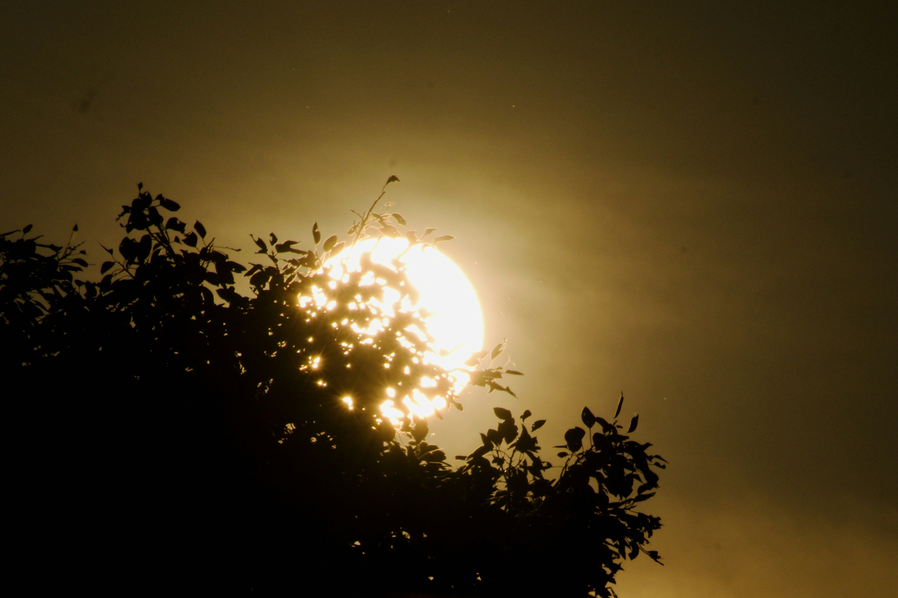 Photo by theushakiran