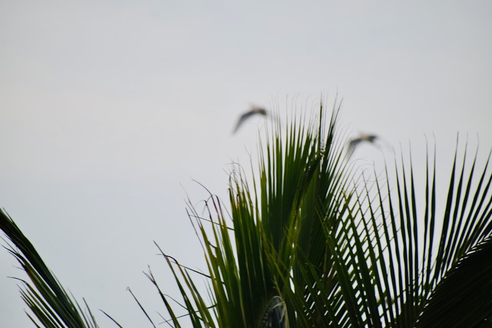 a couple of birds flying over a palm tree
