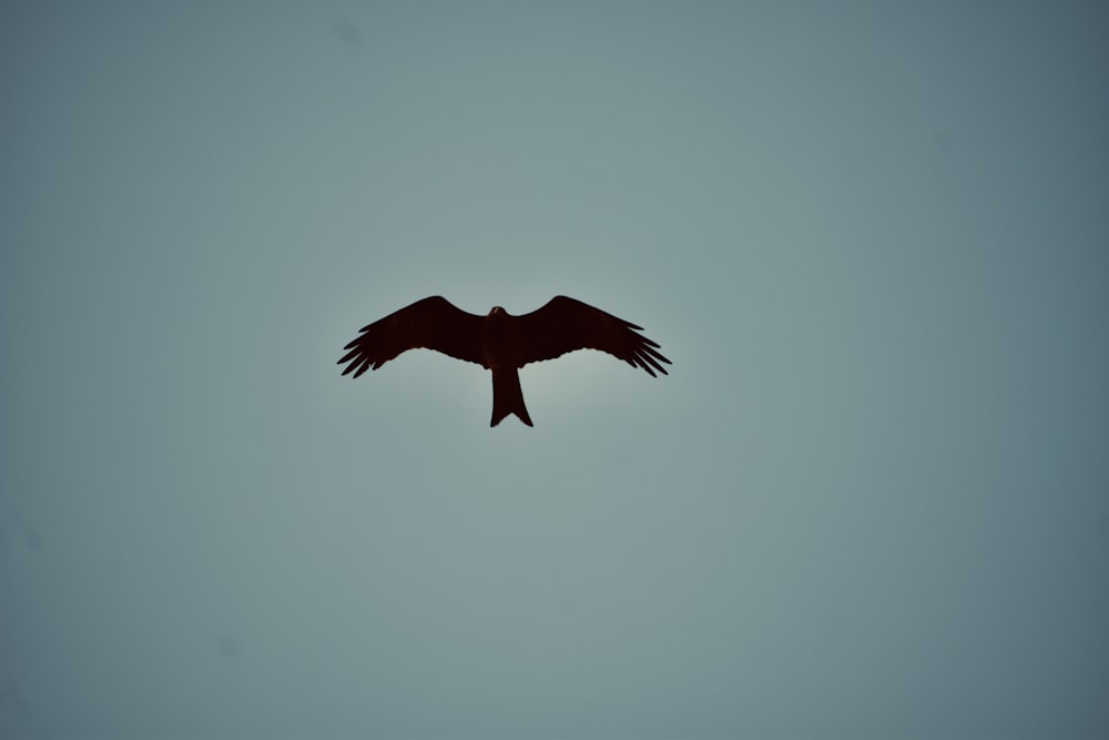 a large bird flying through a gray sky