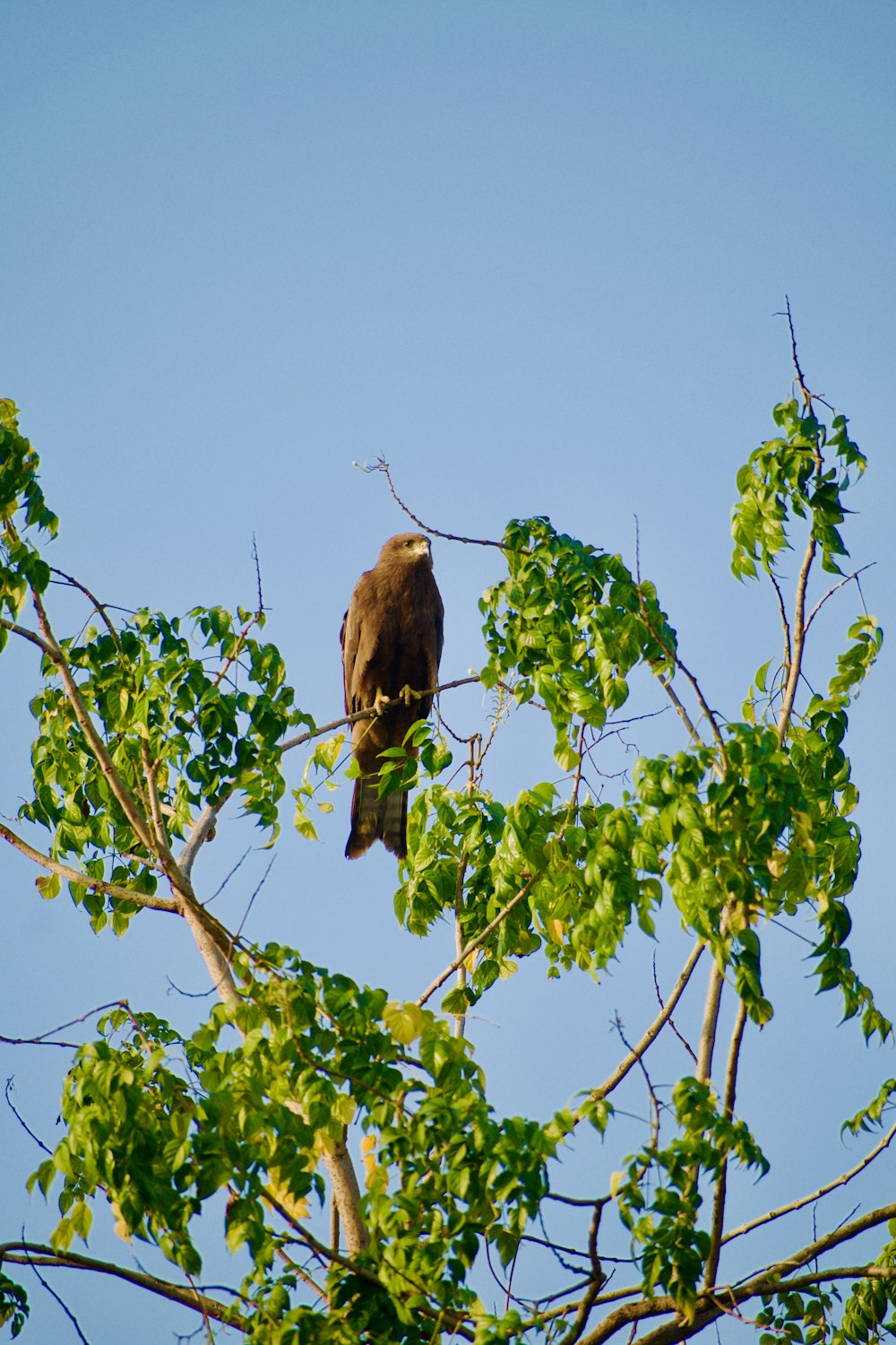 a bird perched on top of a tree branch