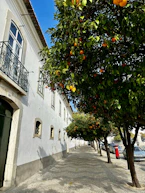 an orange tree in front of a white building