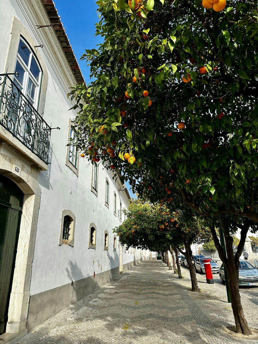 an orange tree in front of a white building