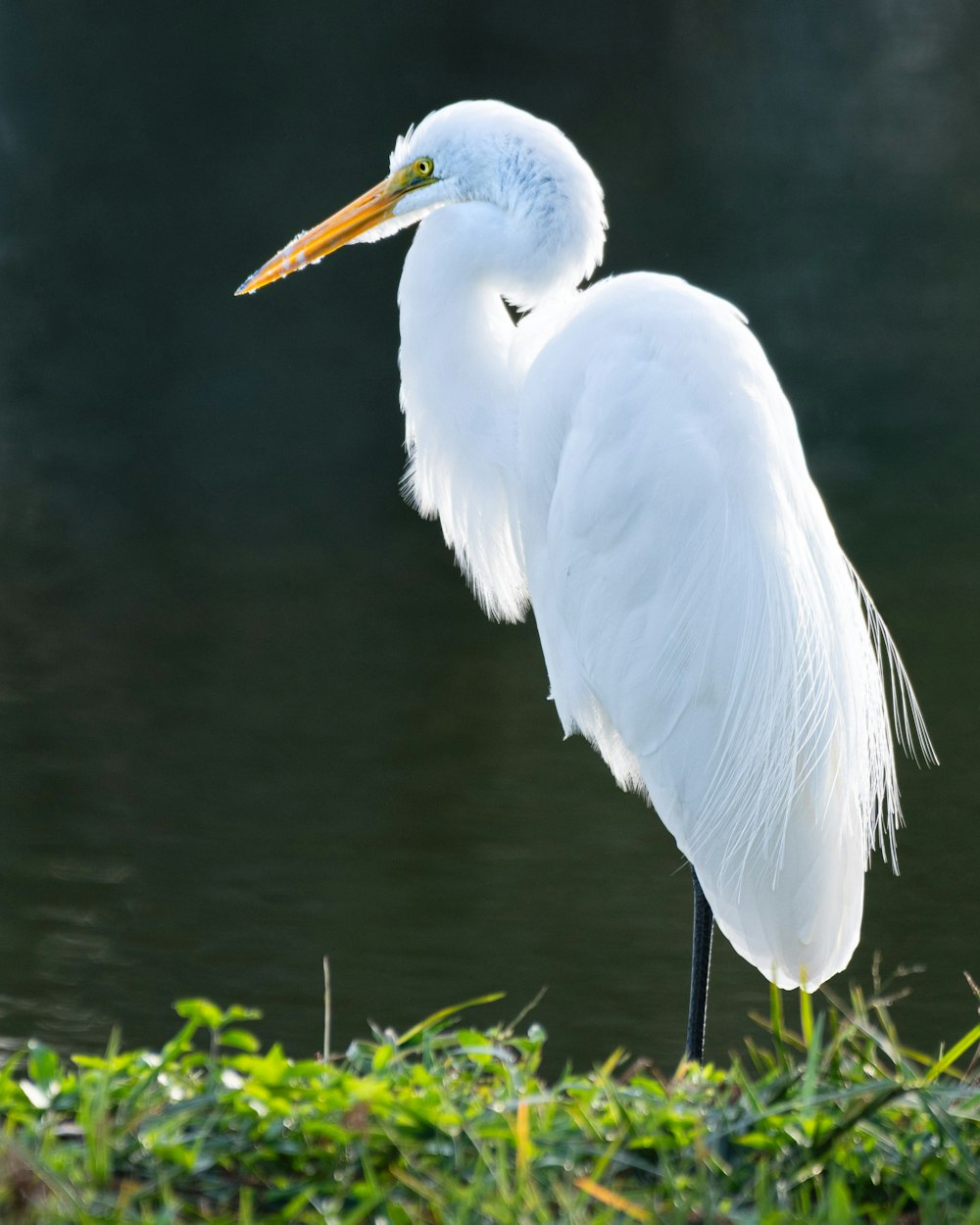 a white bird with a long neck standing on a grass covered bank