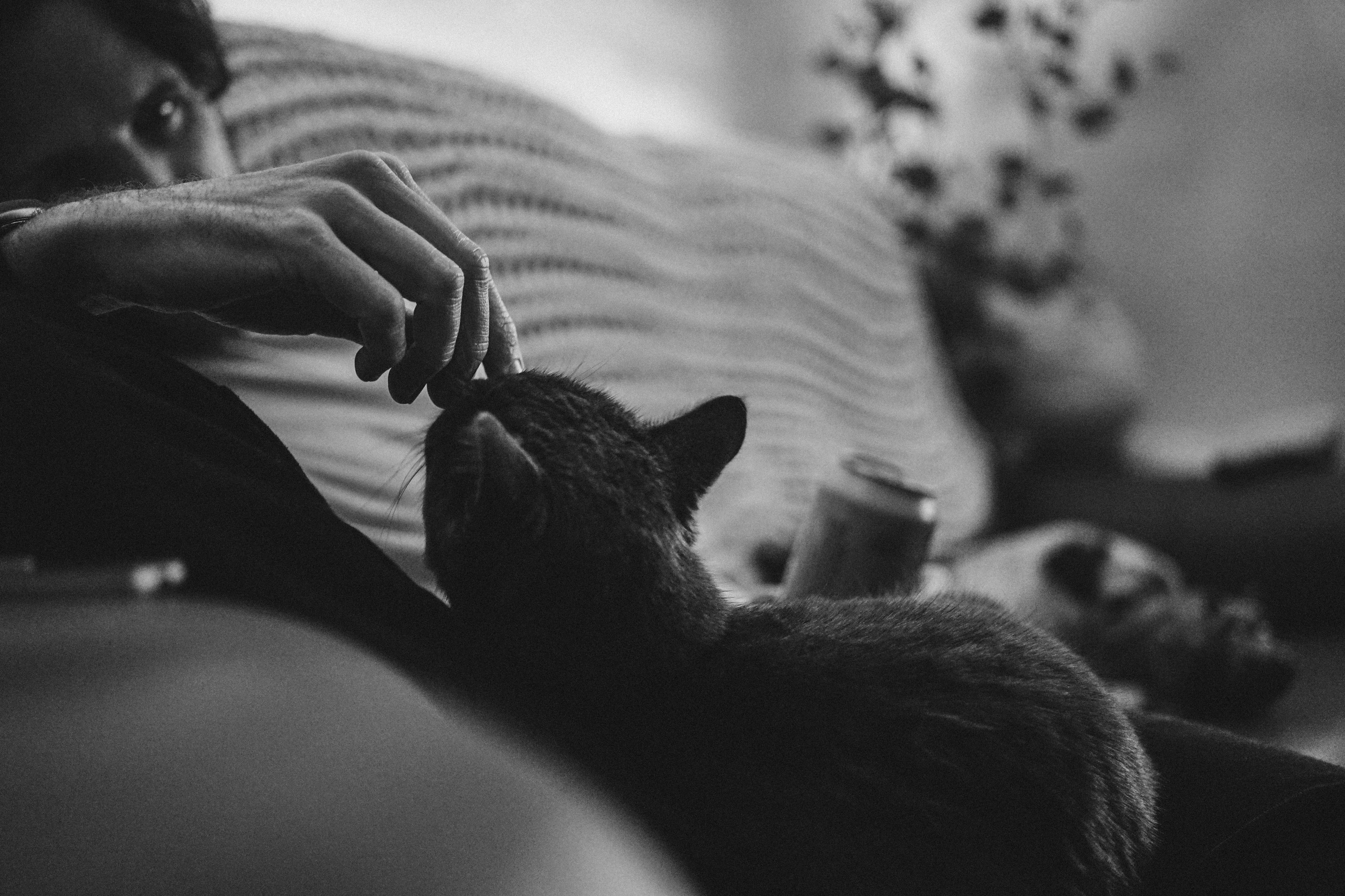 Cats as Unofficial Therapy Animals (image credits: unsplash)