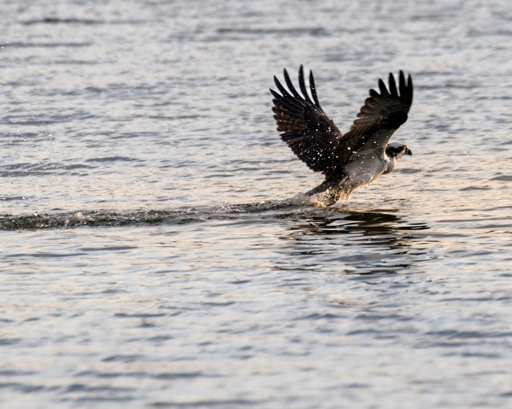 a large bird flying over a body of water