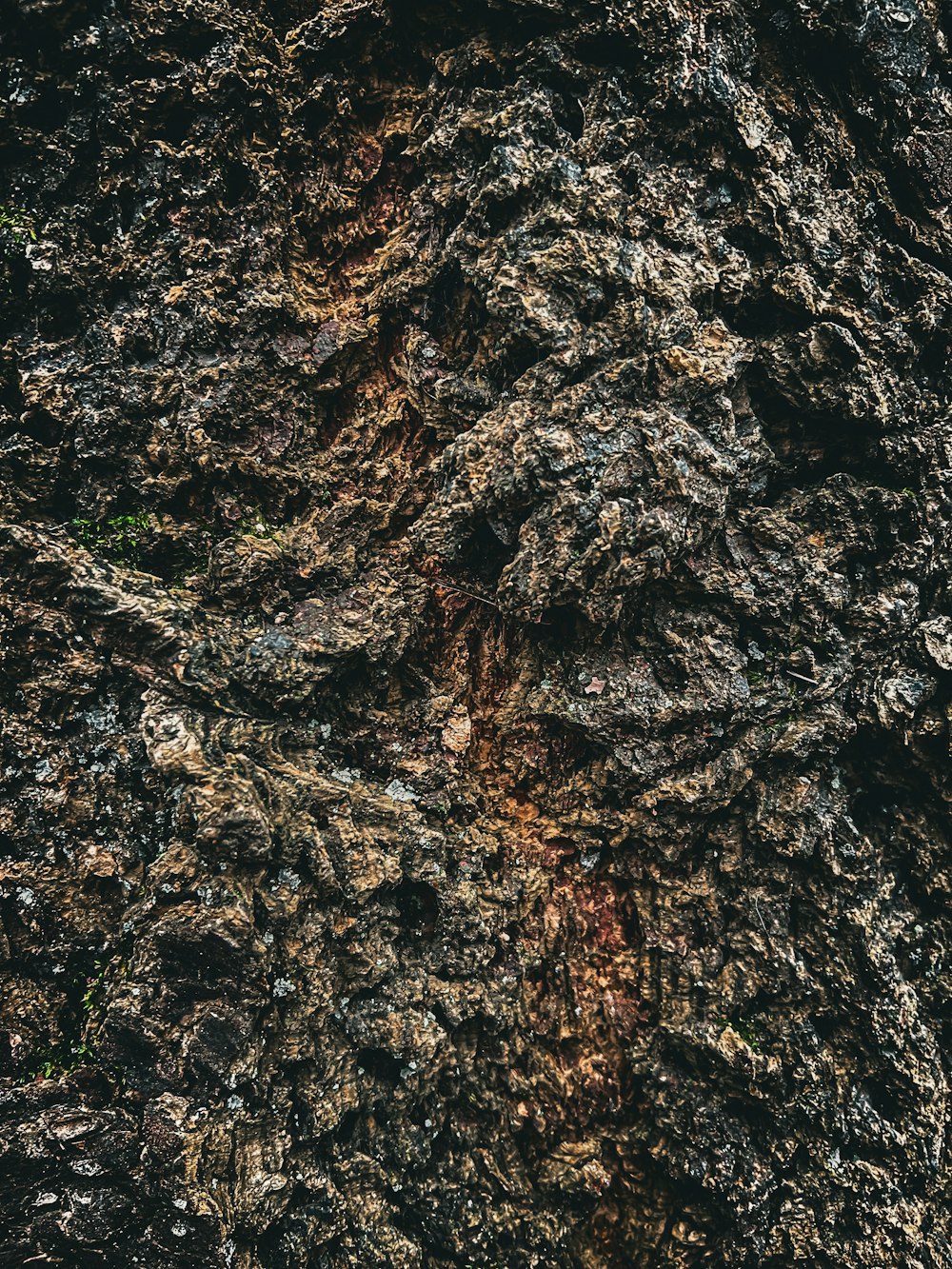 a close up view of a tree bark