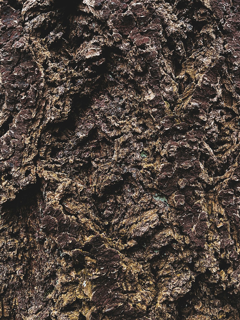 the bark of a tree is brown and brown