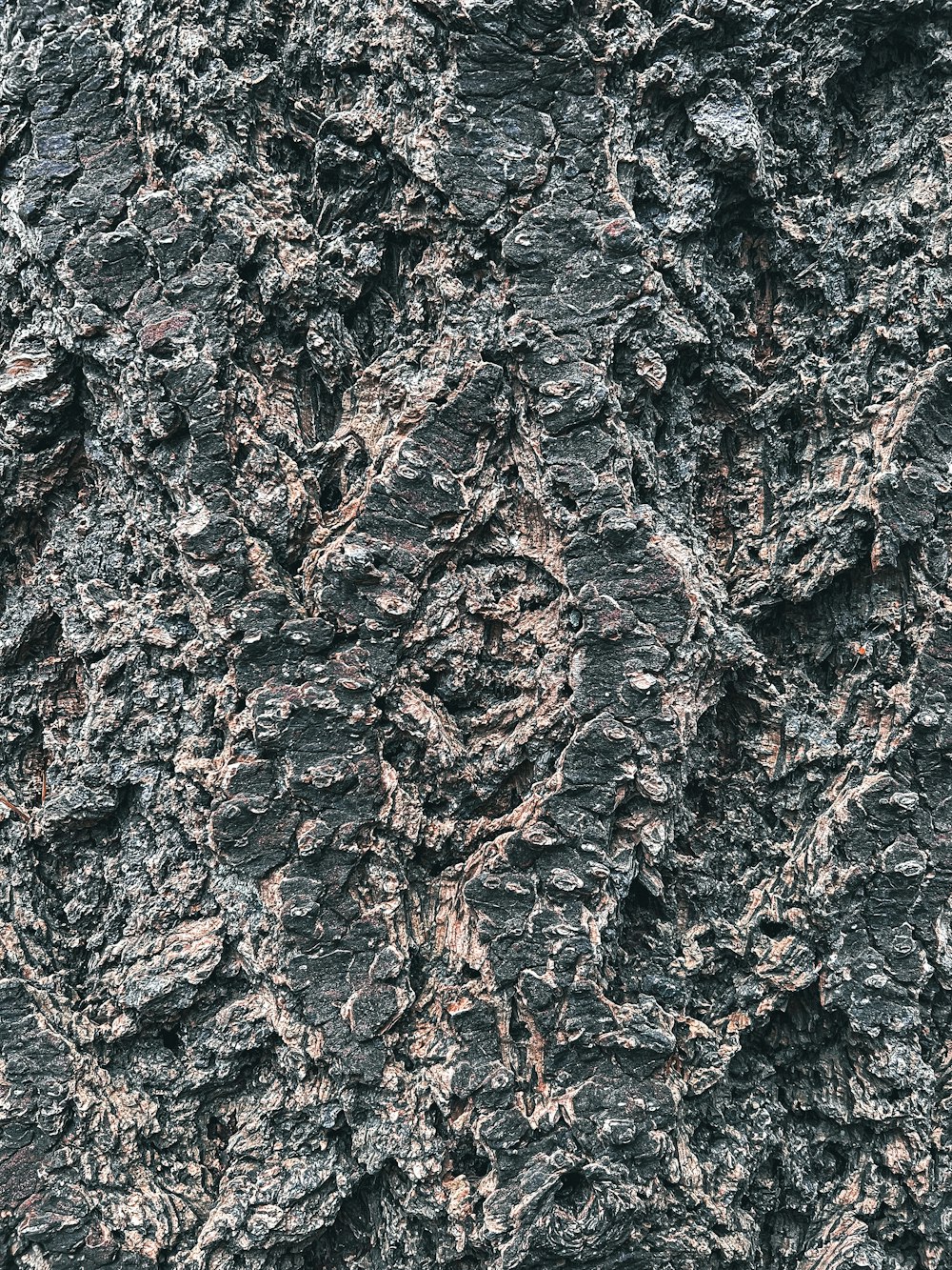 a close up of a tree bark texture