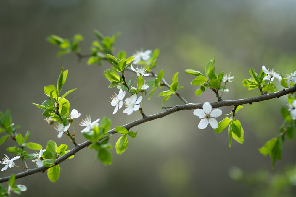 a branch with white flowers and green leaves