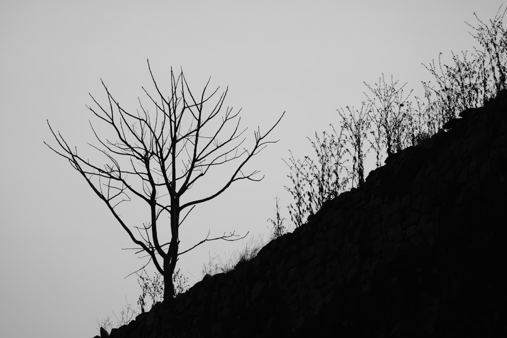 a black and white photo of a tree on a hill
