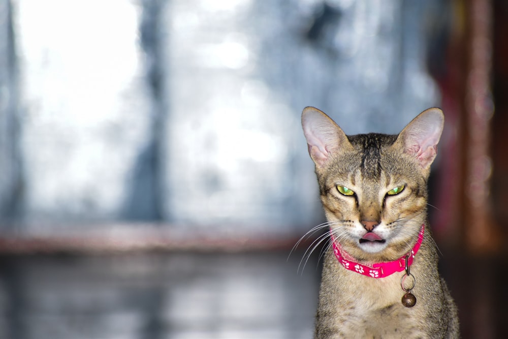 a close up of a cat with a red collar