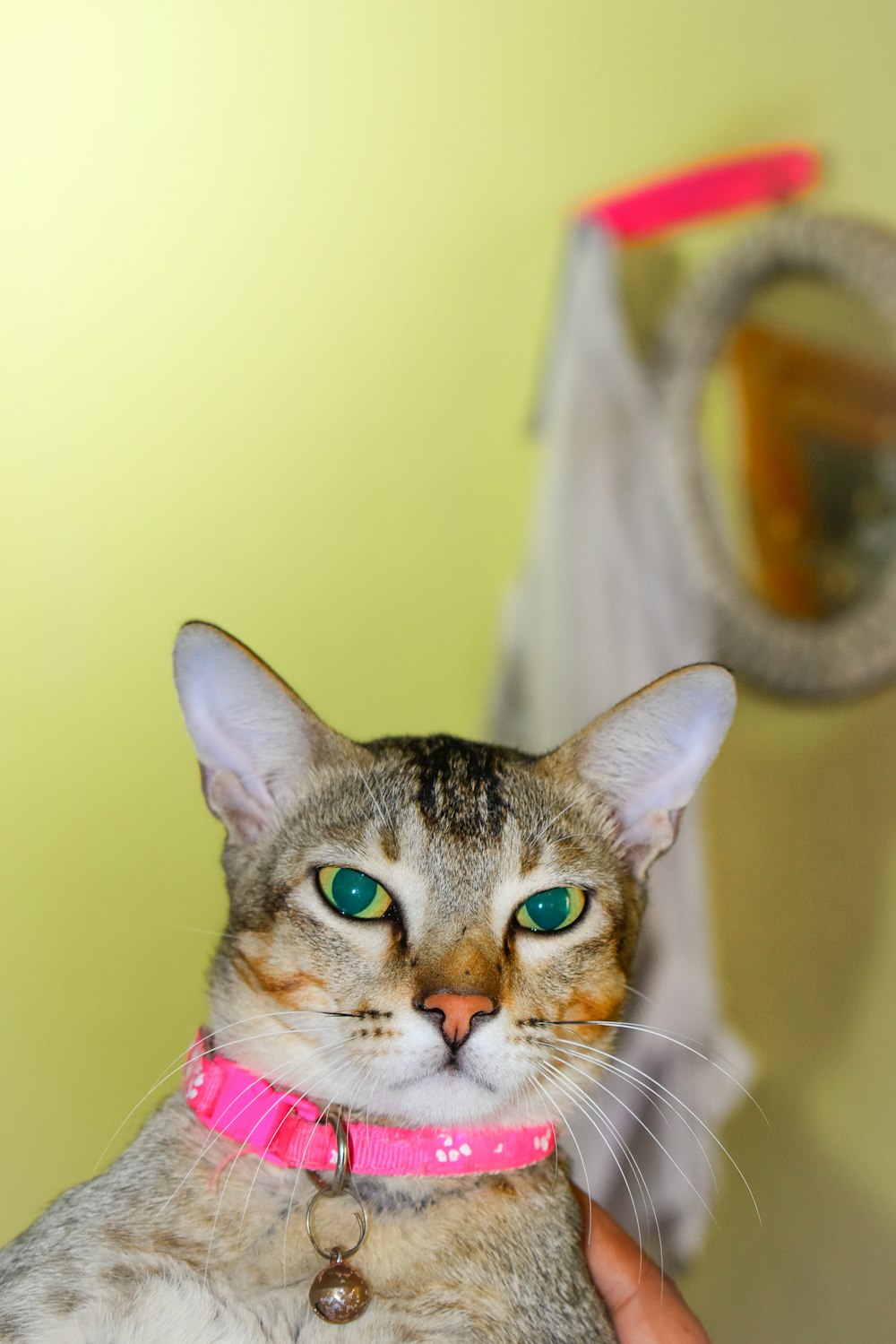 a cat with a pink collar looking at the camera