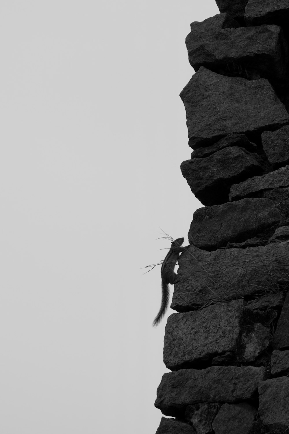 a black and white photo of a bird flying over a rock wall