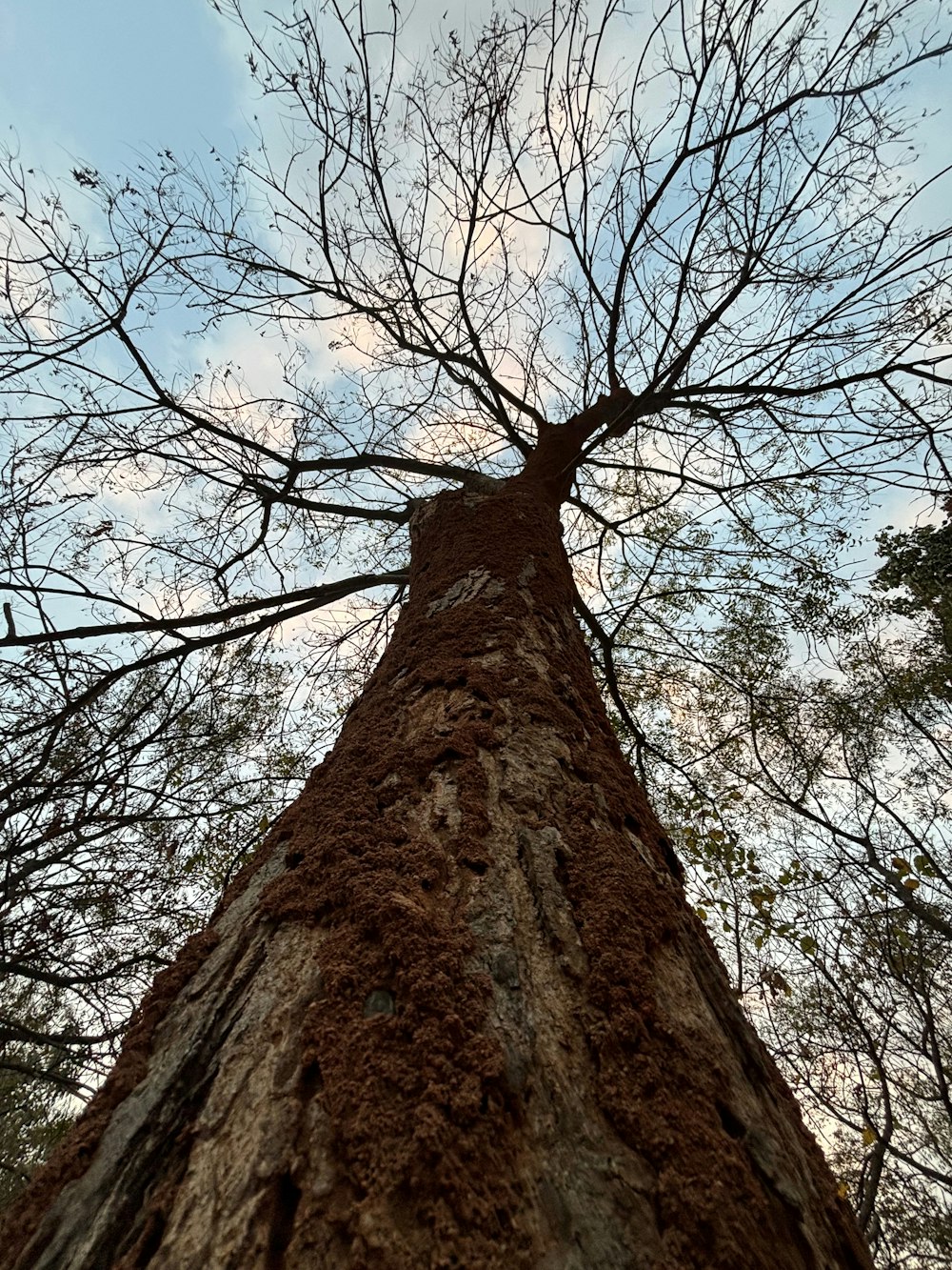 looking up at a tall tree with no leaves