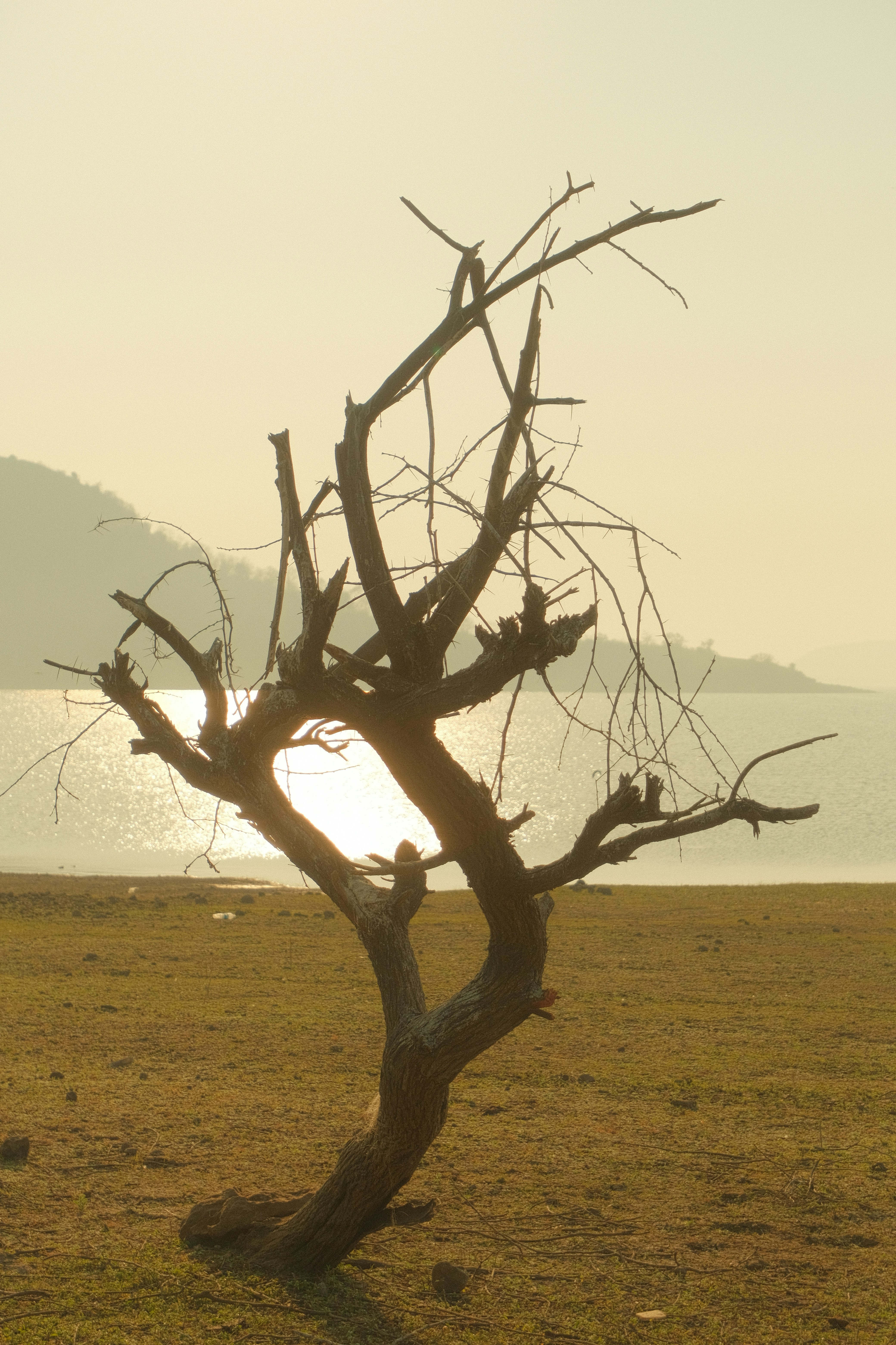 Un árbol solitario en un campo con un lago al fondo