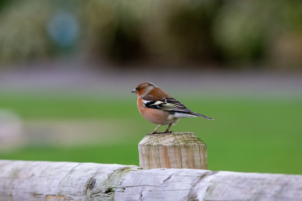 a small bird sitting on top of a wooden fence
