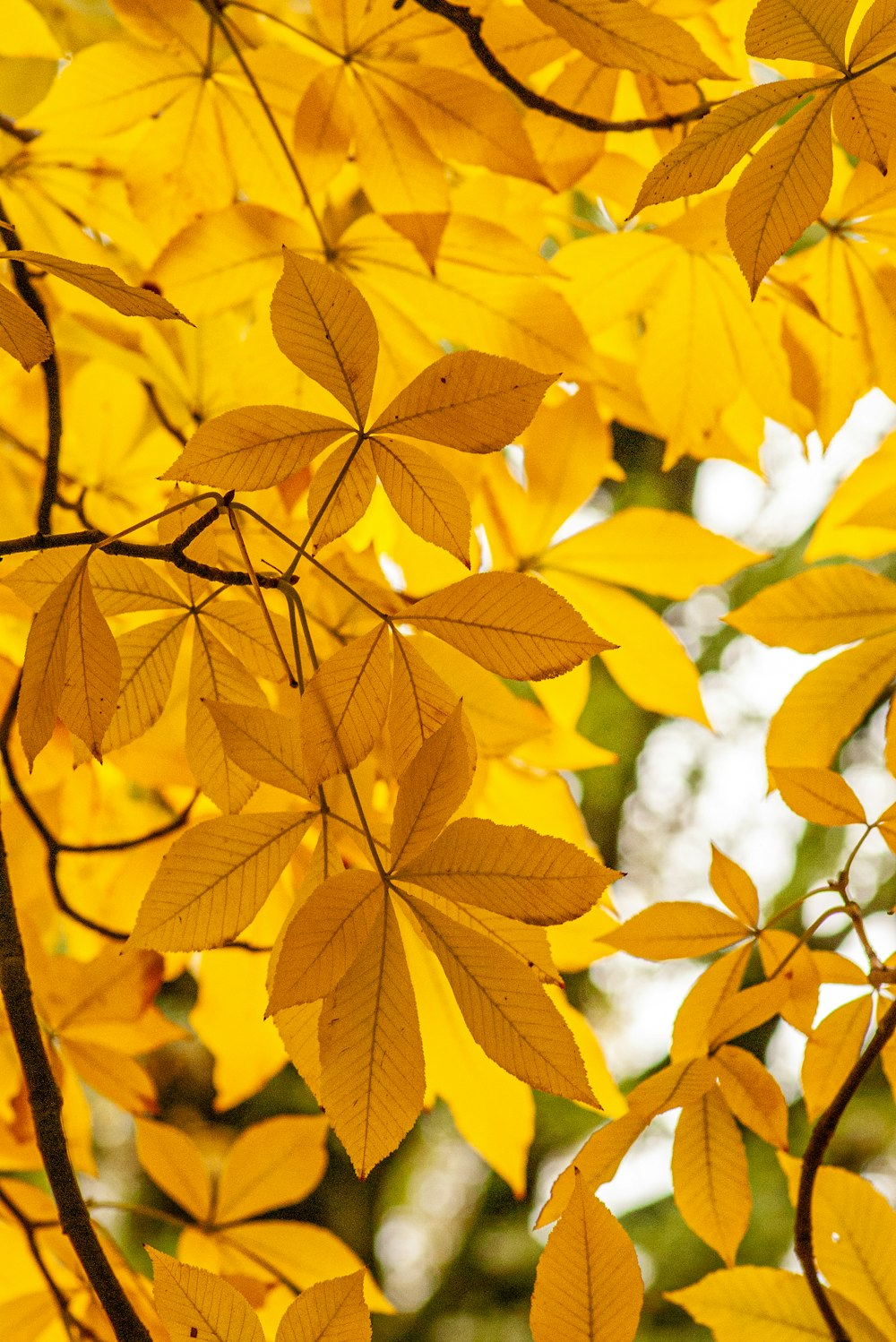 a close up of yellow leaves on a tree