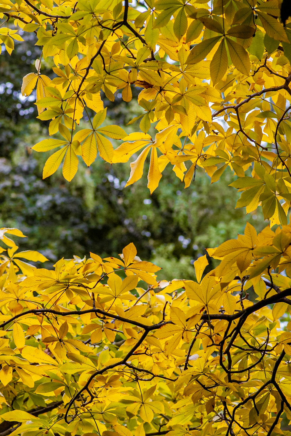 a tree with lots of yellow leaves on it