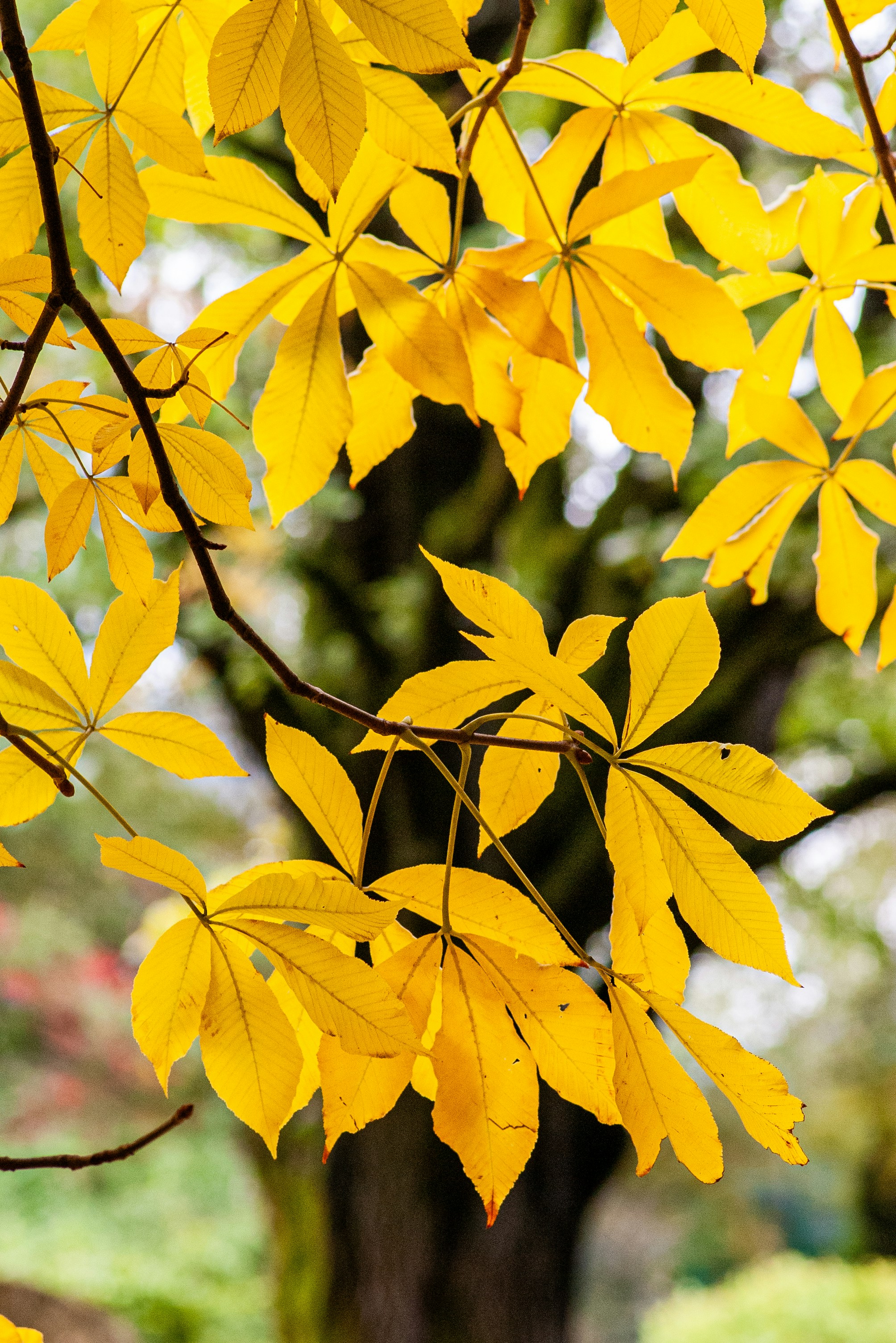 a tree that has some yellow leaves on it