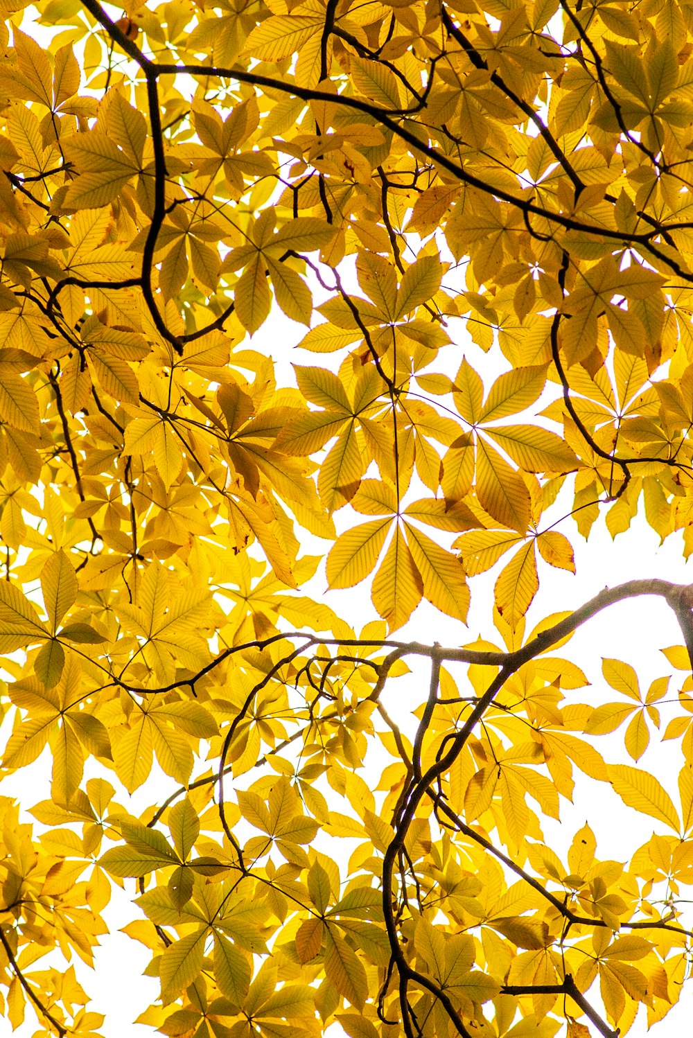 a tree with lots of yellow leaves on it