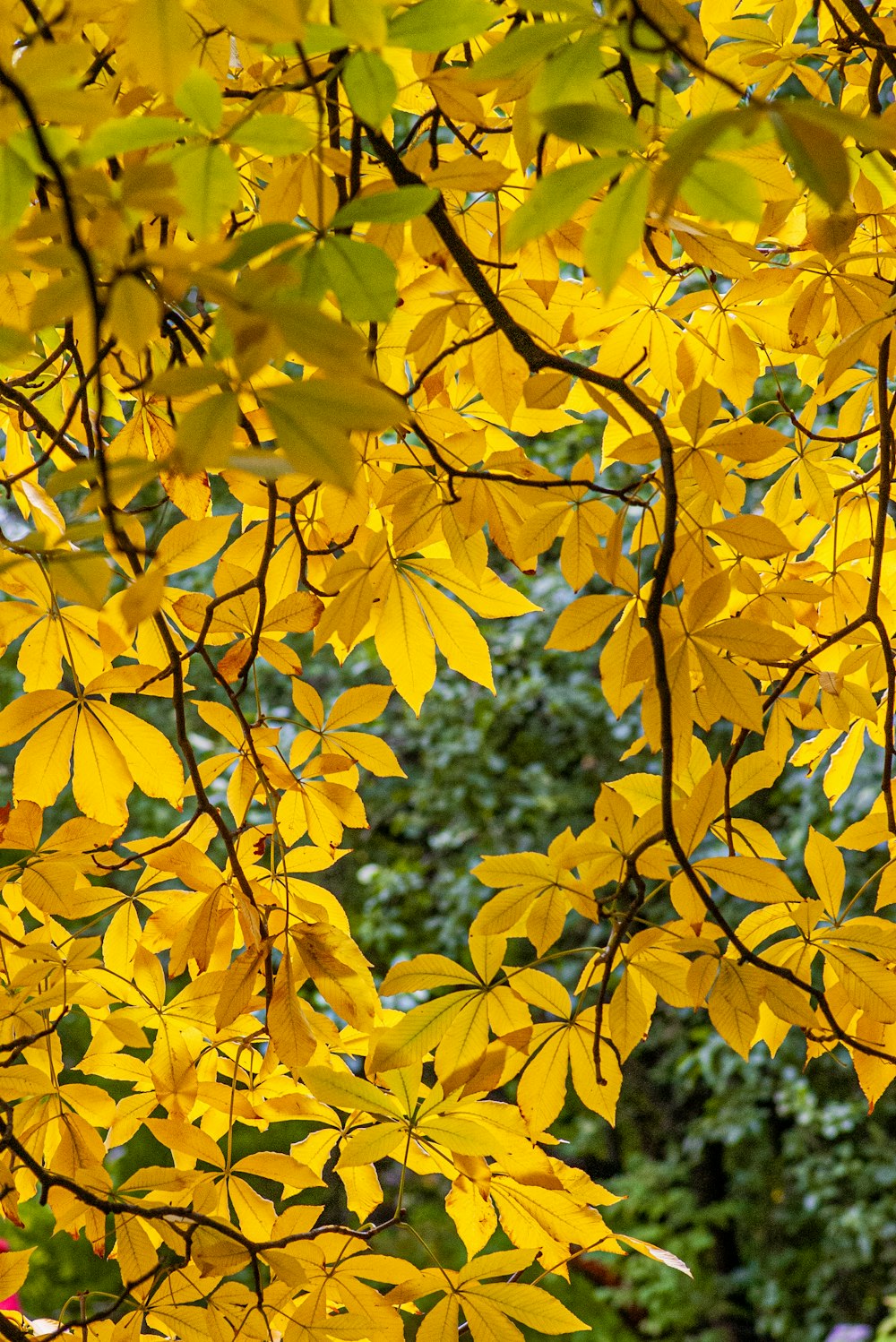 a tree with yellow leaves in a park