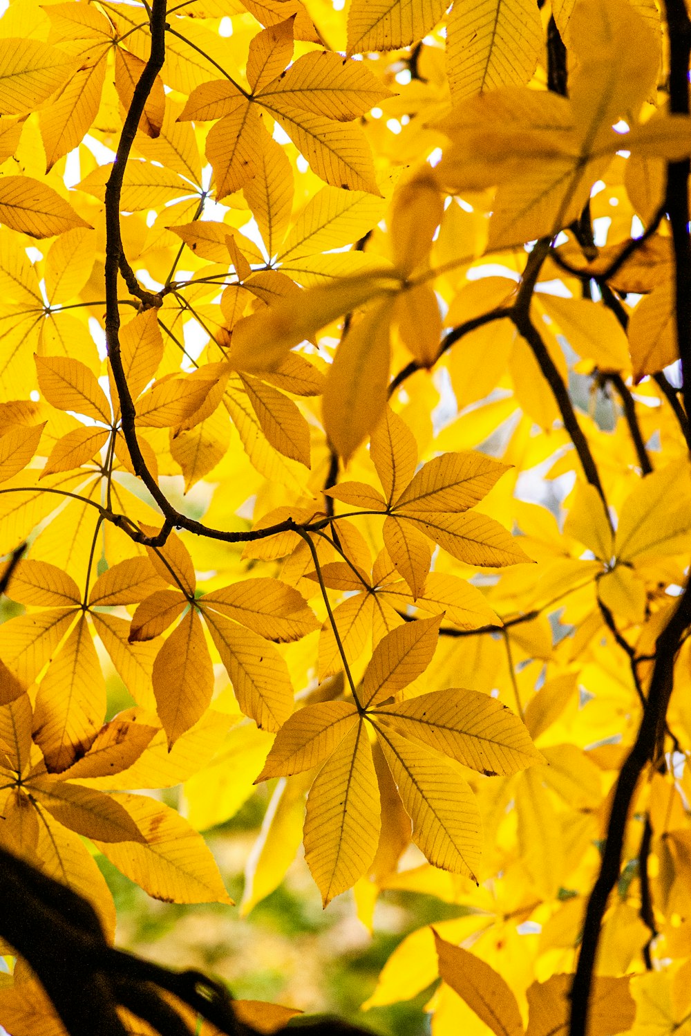 a tree with lots of yellow leaves on it