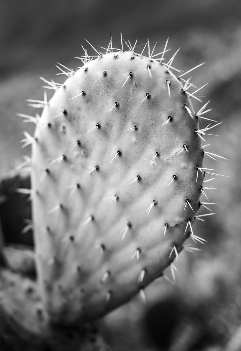 a black and white photo of a cactus