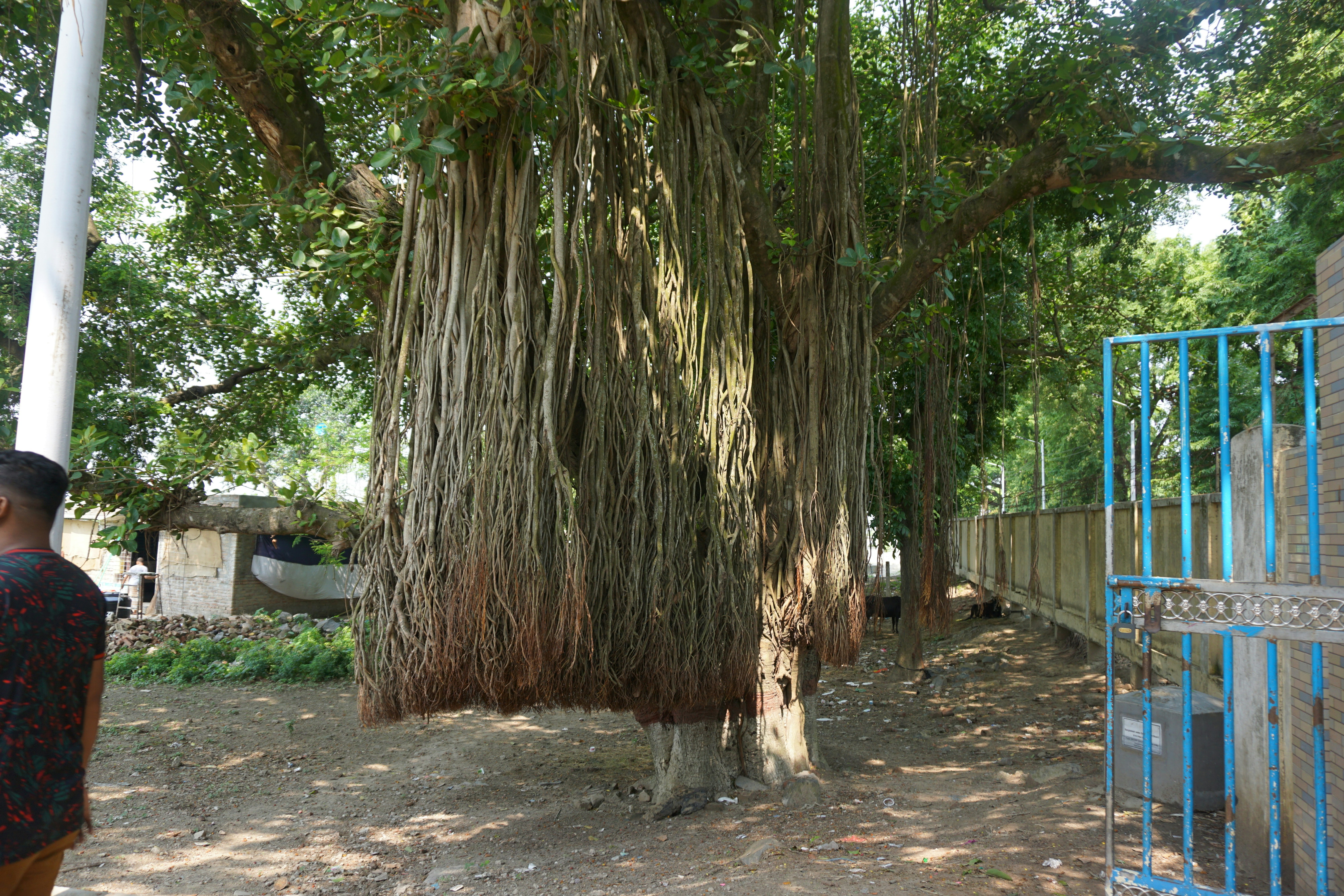 a man standing in front of a large tree