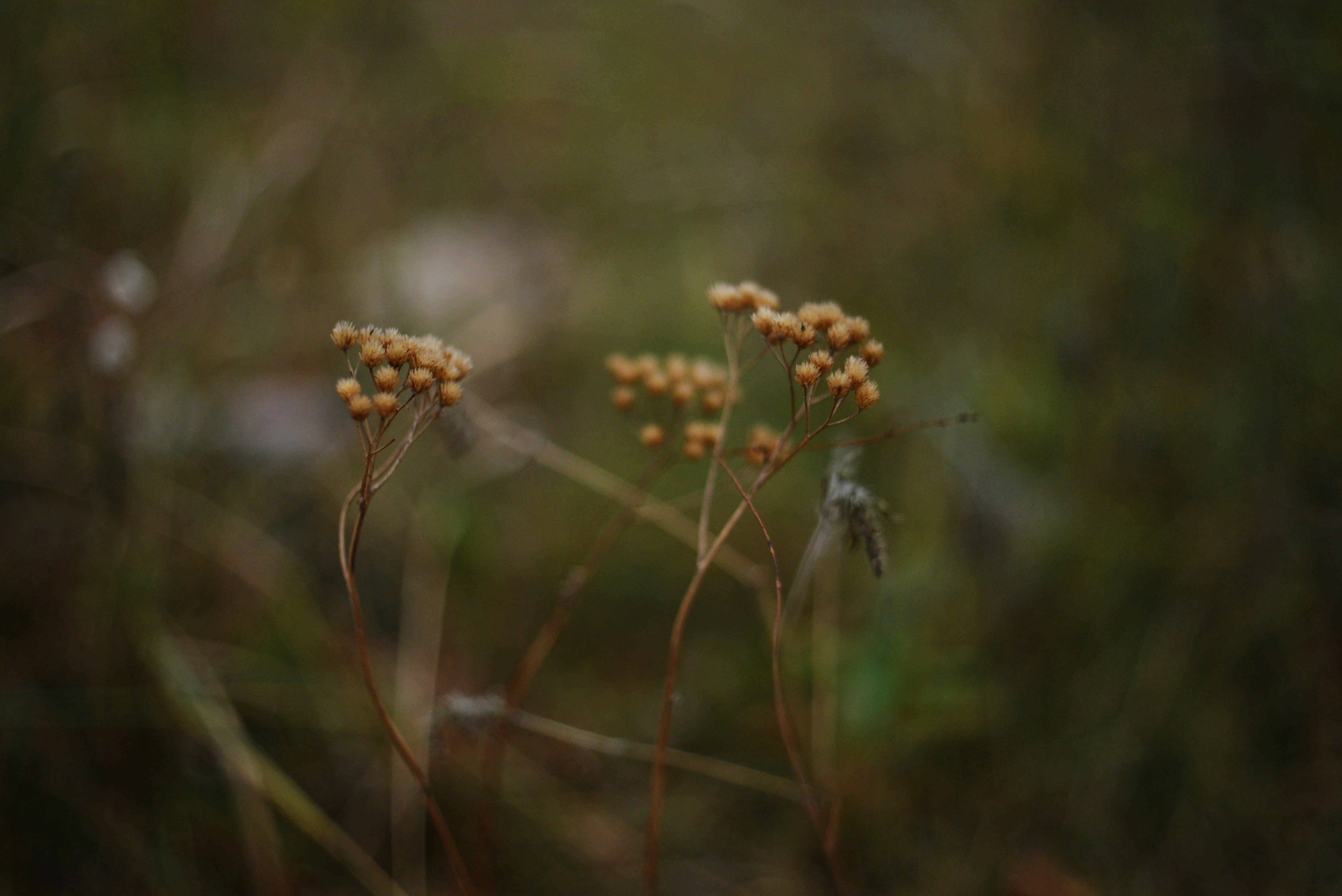 Photo by cherstve_pechivo