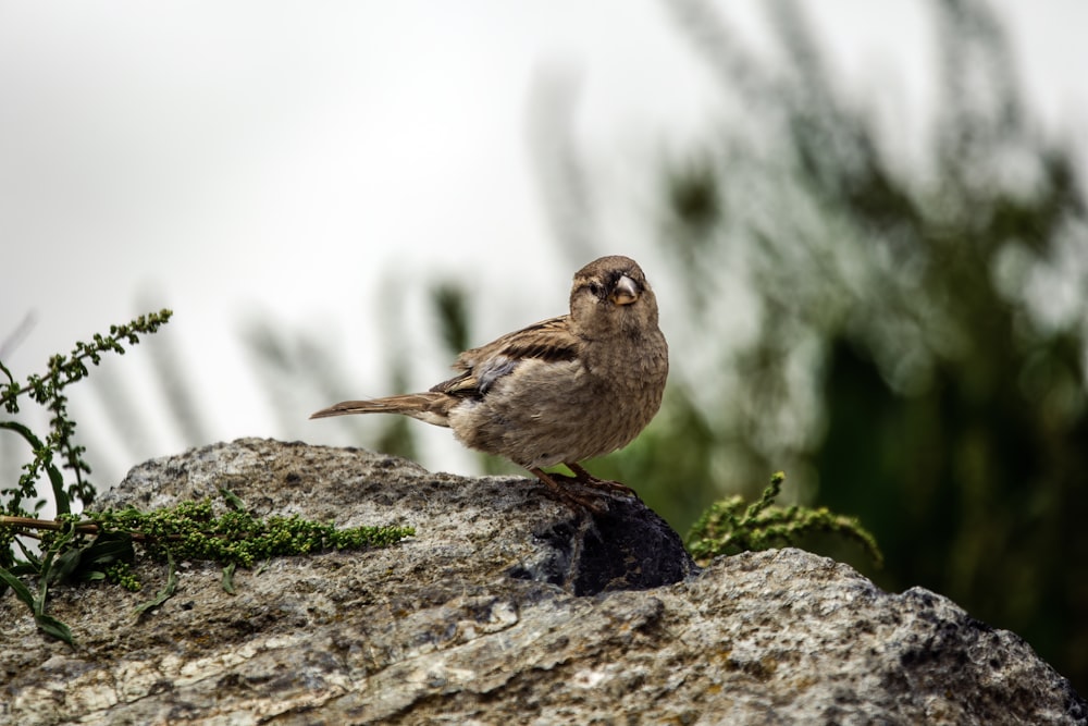 a small bird sitting on top of a rock