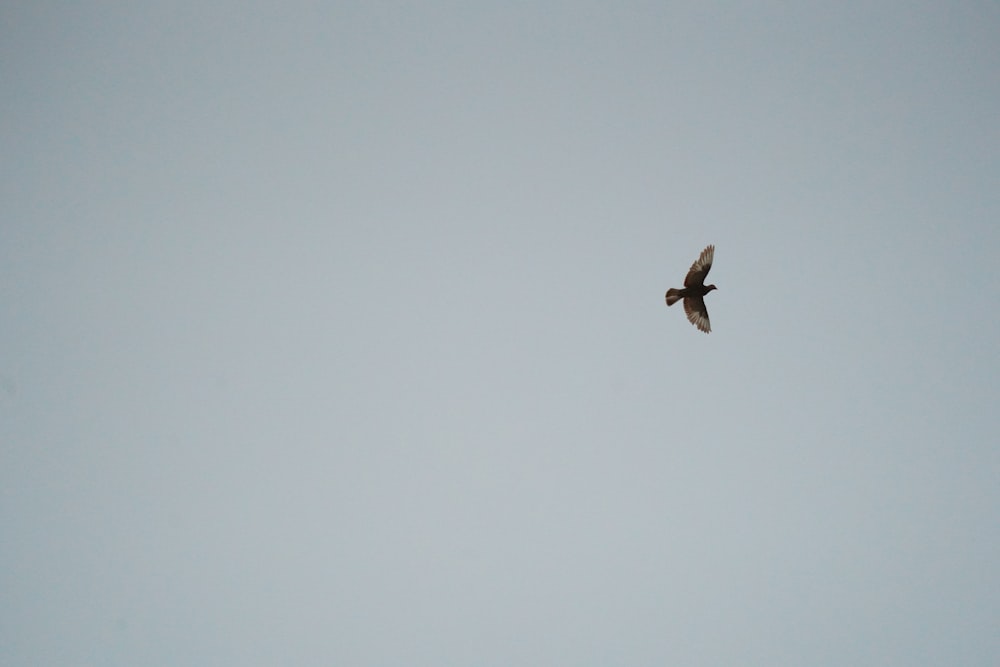 a bird flying high up in the sky