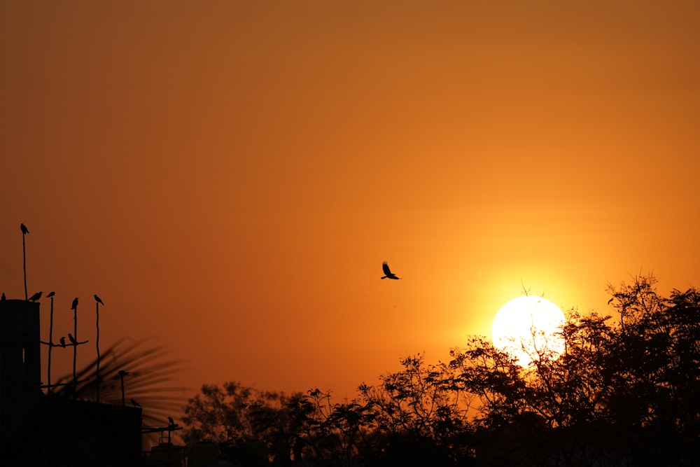 a sunset with a bird flying in the sky