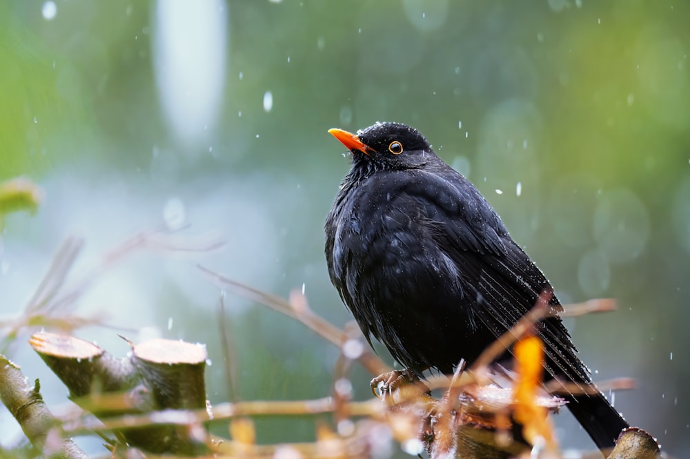 a black bird sitting on top of a tree branch