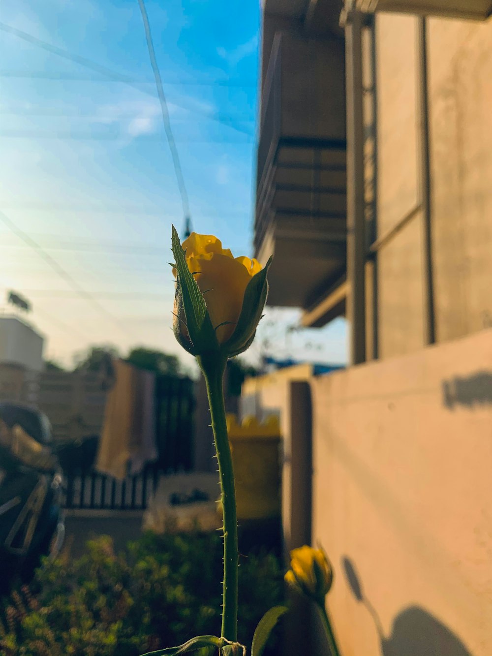 a single yellow flower in front of a building