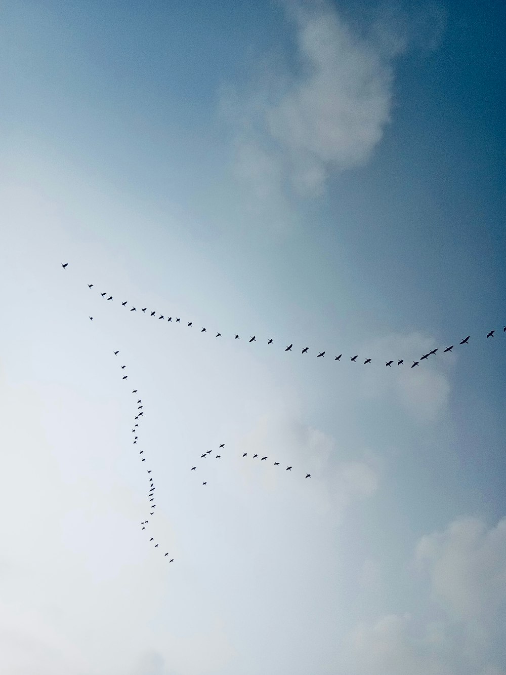 a flock of birds flying in the sky