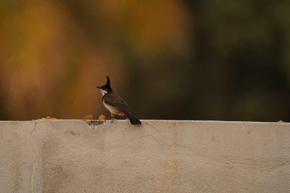 a small bird sitting on top of a cement wall